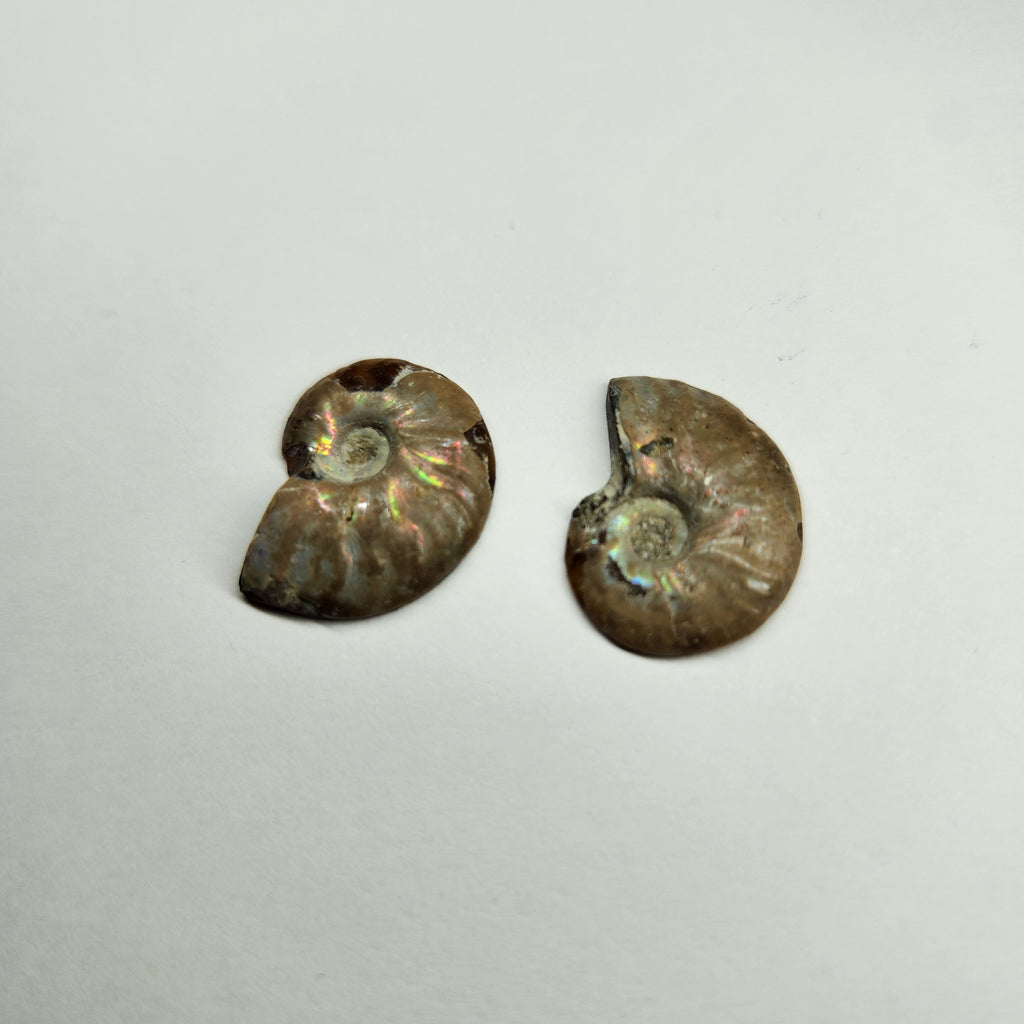 Opalized Ammonite pair 9.32ct