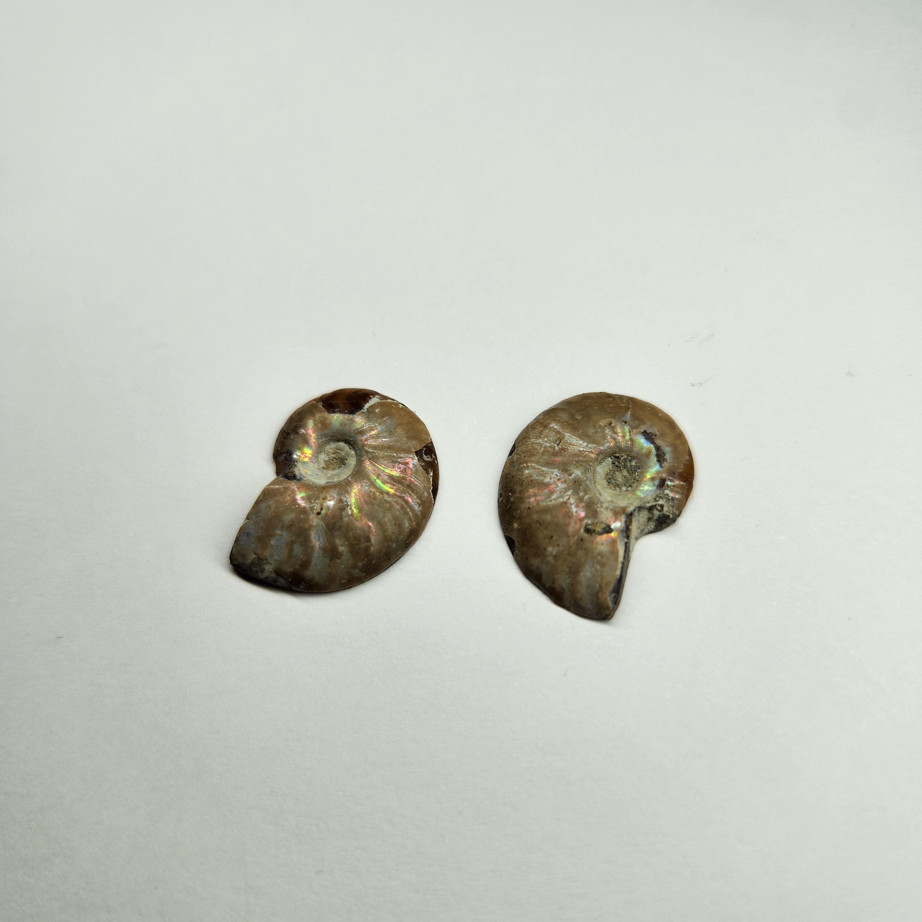 Opalized Ammonite pair 9.32ct