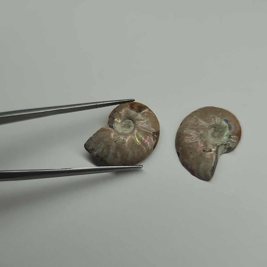 Opalized Ammonite pair 9.32ct